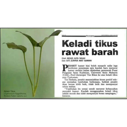 【buy 3 free 1】exp2026.06Herba Keladi Tikus Original By Convithera ( HQ ) Ada health supplements，nutrition